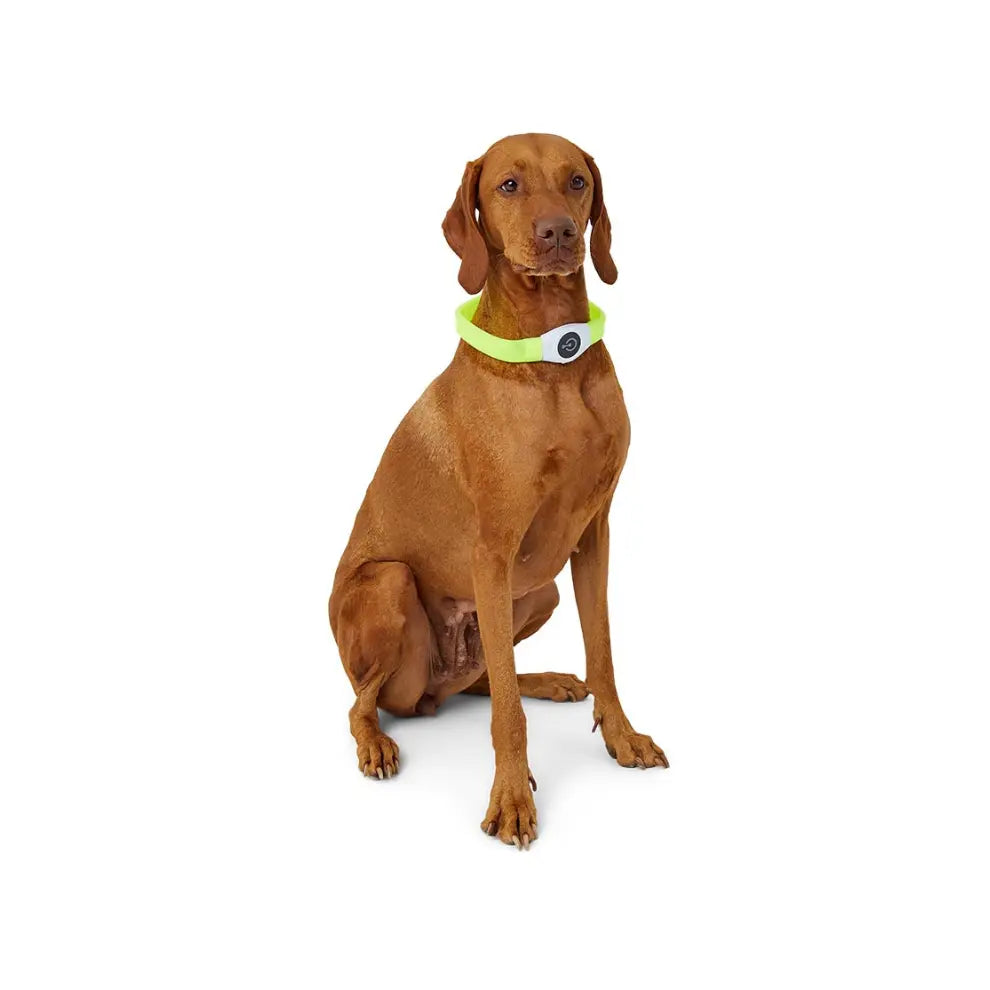 PetsGoodie USB Rechargeable Light Up Dog Collar Yellow Safety Glow Collar”